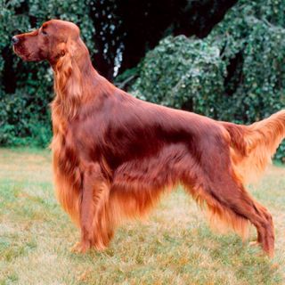 Irish Setter Pin  